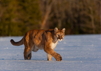 Cougar (Puma concolor), also commonly known as the mountain lion, puma, panther, or catamount