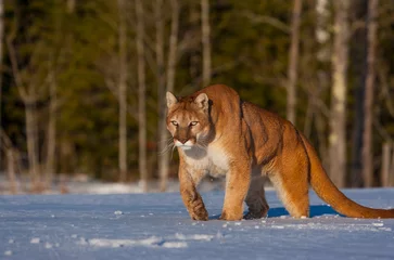 Poster Cougar (Puma concolor), also commonly known as the mountain lion, puma, panther, or catamount © JUAN CARLOS MUNOZ