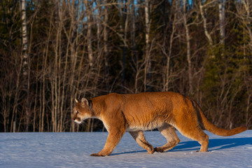 Cougar (Puma concolor), also commonly known as the mountain lion, puma, panther, or catamount