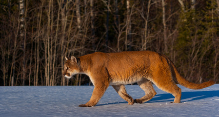 Cougar (Puma concolor), also commonly known as the mountain lion, puma, panther, or catamount