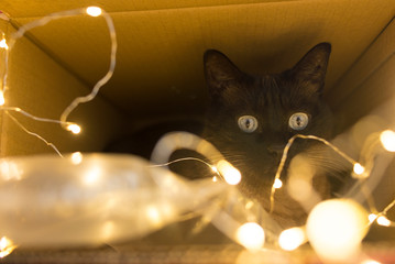 Cat with light christmas time
