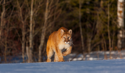 Cougar (Puma concolor), also commonly known as the mountain lion, puma, panther, or catamount