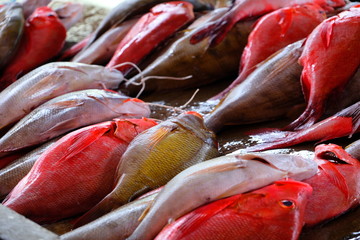 Fototapeta na wymiar Fresh fish of the Seychelles