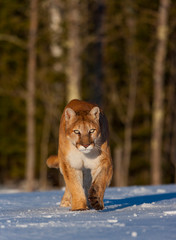 Cougar (Puma concolor), also commonly known as the mountain lion, puma, panther, or catamount