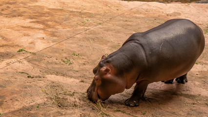 Lonely Hippopotamus at Wroclaw Zoo.