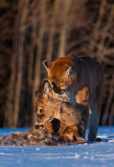 Cougar (Puma concolor), also commonly known as the mountain lion, puma, panther, or catamount