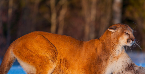 Cougar (Puma concolor), also commonly known as the mountain lion, puma, panther, or catamount