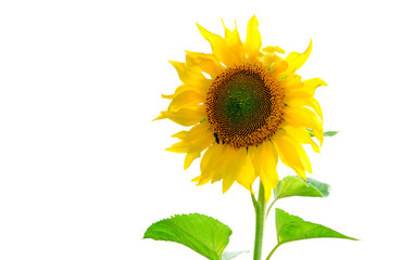 .Sunflower isolated on white background. Flat lay, top view. Flower
