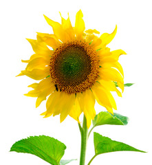 .Sunflower isolated on white background. Flat lay, top view. Flower
