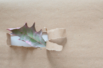 dry oak leaf in hole paper. sun ray on paper. minimalism creative concept. 