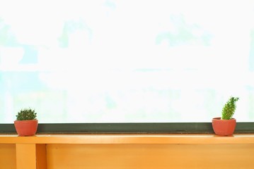 Little cactus trees in the pot on with window in background