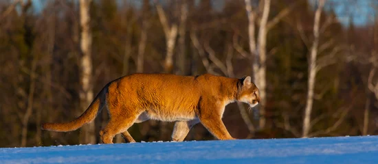 Fotobehang Poema Cougar (Puma concolor), also commonly known as the mountain lion, puma, panther, or catamount  © JUAN CARLOS MUNOZ