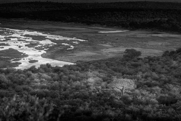 Black and white picture of the Olifants river in the Kruger National Park, South Africa.