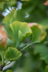 branche de ginko biloba