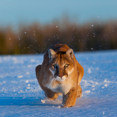 Cougar (Puma concolor), also commonly known as the mountain lion, puma, panther, or catamount © JUAN CARLOS MUNOZ