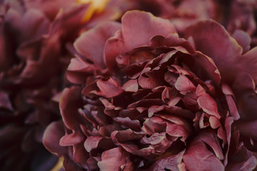 Dark burgundy background of peonies, blooming flowers closeup