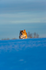 Cougar (Puma concolor), also commonly known as the mountain lion, puma, panther, or catamount