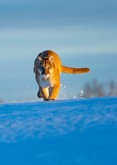 Cougar (Puma concolor), also commonly known as the mountain lion, puma, panther, or catamount