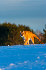 Cougar (Puma concolor), also commonly known as the mountain lion, puma, panther, or catamount