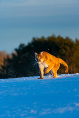 Cougar (Puma concolor), also commonly known as the mountain lion, puma, panther, or catamount