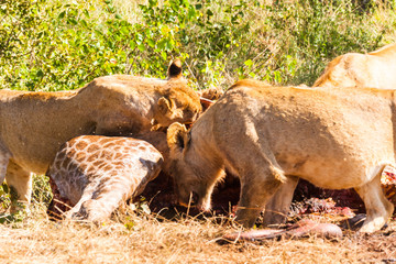 A pride of lions feeding on a large giraffe. The lions fed on the giraffe for four days in the heat. Kruger park, South Africa.