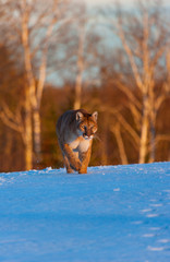 Cougar (Puma concolor), also commonly known as the mountain lion, puma, panther, or catamount