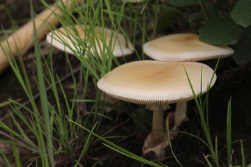 mushroom in grass