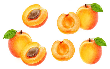 Apricot fruit set watercolor isolated on white background - obrazy, fototapety, plakaty