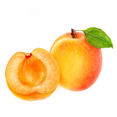 Apricot fruit watercolor isolated on white background
