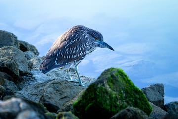 Green heron perched patiently on a rock by the side of the water, looking into the surface's...