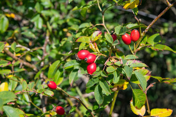 Bright red rose hips in Autumn