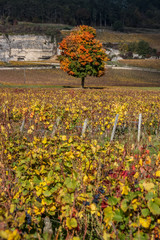 paysage de la côte bourguignonne: vignes en automne vers Nuits Saint Georges