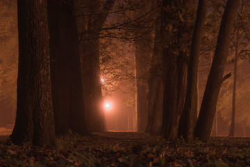Night landscape in the forest park in the time of fog, orange, warm sodium lamps shine between...