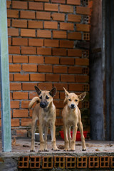 Imagen de dos perros asiáticos que miran hacia la cámara