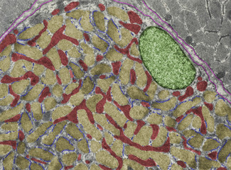 Cross-sectioned striated muscle fiber