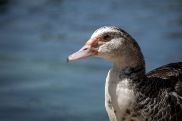 Retrato de un pato criollo o muscovy duck