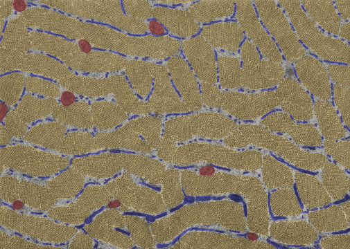 Cross-sectioned Striated Muscle Fiber. Sarcoplasmic Reticulum