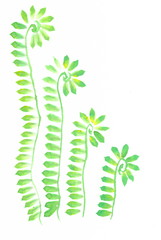 Drawing with watercolors: Abstraction. Young shoots of fern.