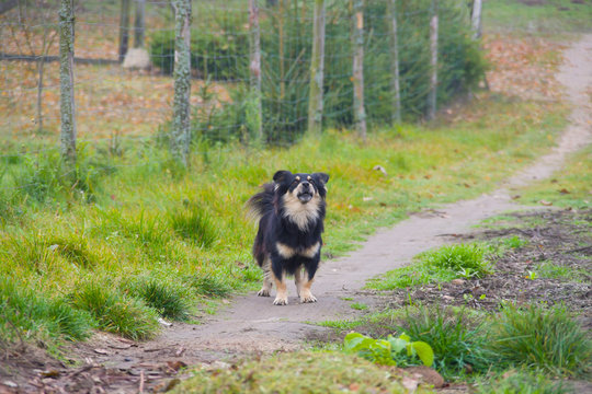 Black and beige long haired dog, mongrel defending property, barking, on green grassy background, animal, scene, village