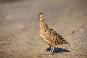 The common pheasant (Phasianus colchicus).