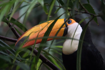 Retrato de un toco tucan en la jungle