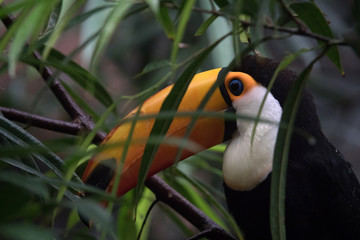 Retrato de un toco tucan en la jungle