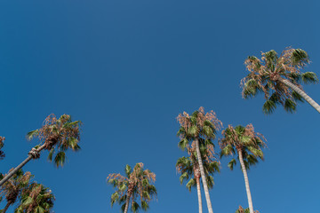 Southern California Palm Trees