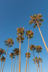 Southern California Palm Trees