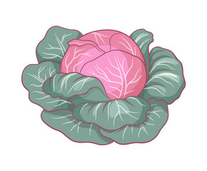 Purple cabbage. Vector illustration, isolated on white background