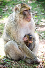 Macaque de Barbarie - Maman 2