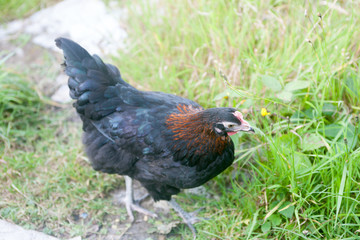 Close up of black rock point of lay hen grass background selective focus