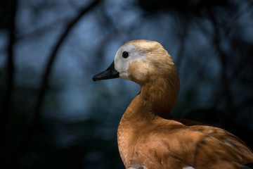 Retrato de un bonito tarro canelo naranja. Ruddy shelduck