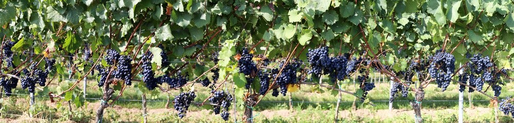 Blaue Weintrauben an Rebstock, Panoramabild