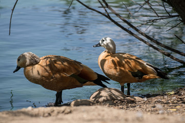 Pareja de tarro canelo junto a un lago. Ruddy shelduck